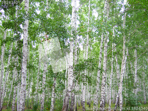 Image of birch forest
