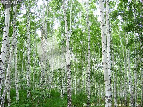 Image of birch forest