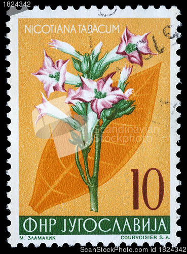 Image of Stamp printed in Yugoslavia shows cultivated tobacco