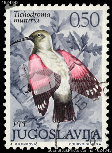 Image of Stamp printed in Yugoslavia shows the Wallcreeper