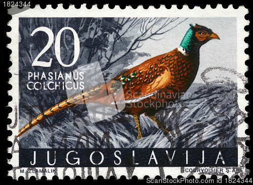 Image of Stamp printed in Yugoslavia shows the Pheasant