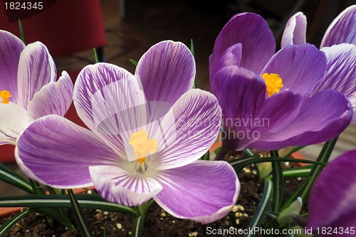 Image of Crocus