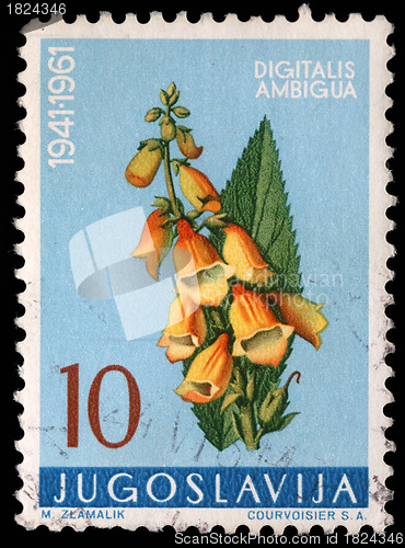 Image of tamp printed in Yugoslavia shows yellow foxglove