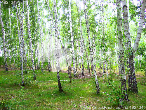 Image of birch forest