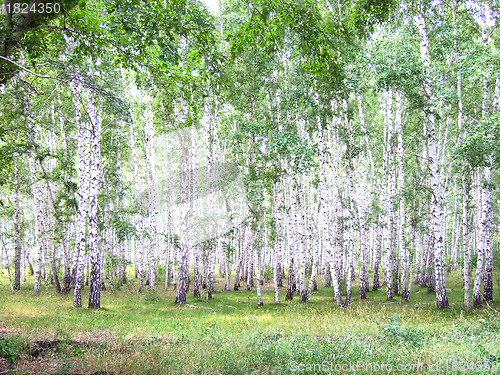 Image of birch forest