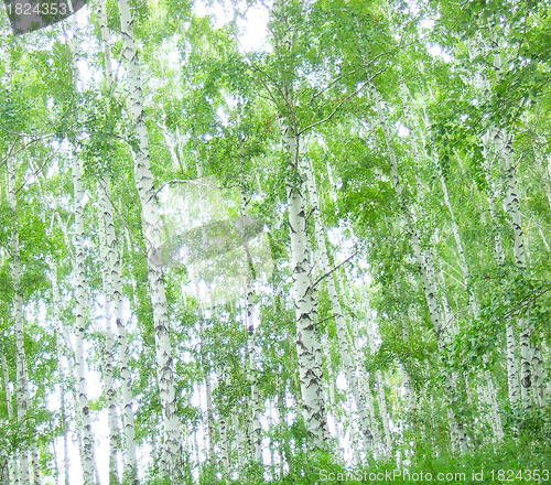 Image of birch trees