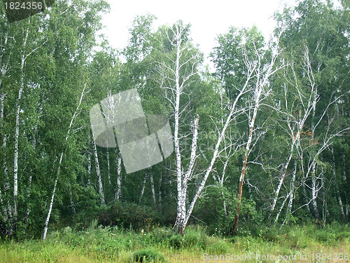 Image of birch forest
