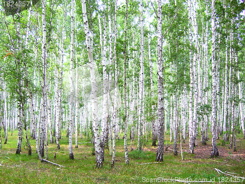 Image of birch forest