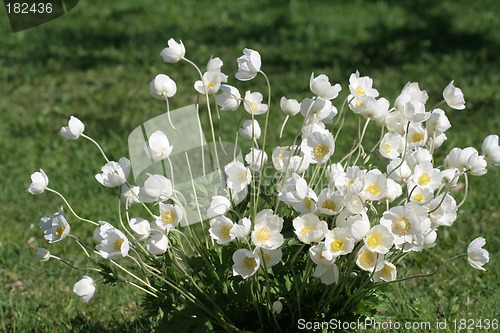 Image of Flowers