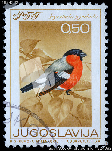 Image of Stamp printed in Yugoslavia shows the Eurasian Bullfinch