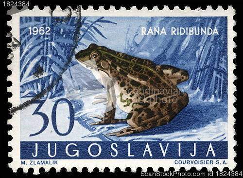 Image of Stamp printed in Yugoslavia shows the Marsh Frog