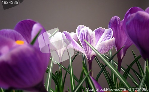 Image of Crocus