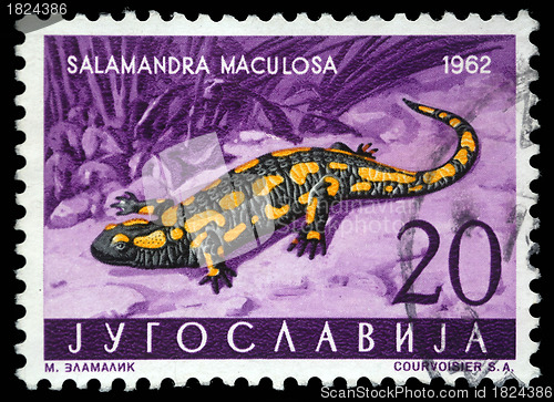Image of Stamp printed in Yugoslavia shows the Salamander