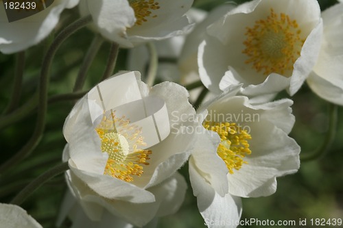 Image of Windflowers