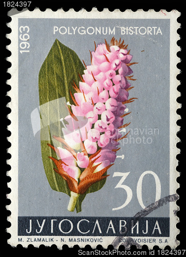 Image of tamp printed in Yugoslavia shows Polygonum bistorta