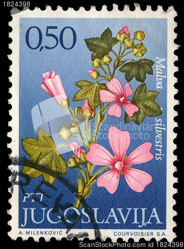 Image of tamp printed in Yugoslavia shows genus Malva