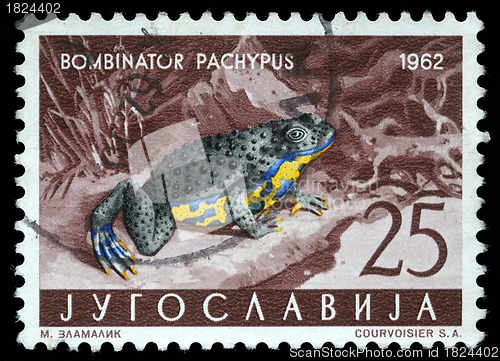 Image of Stamp printed in Yugoslavia shows the Apennine Yellow-bellied Toad