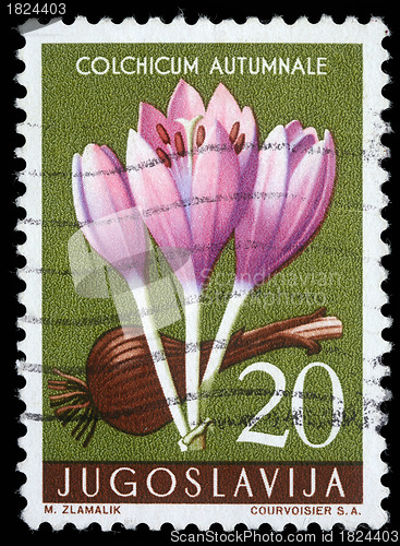 Image of tamp printed in Yugoslavia shows autumn crocus