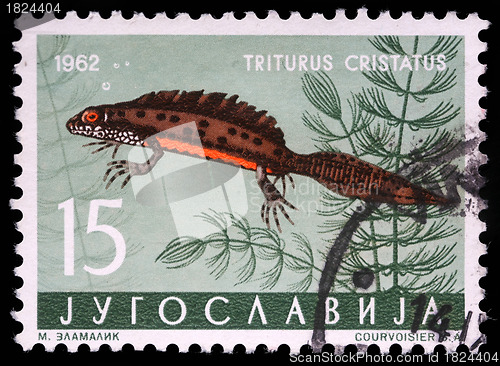 Image of Stamp printed in Yugoslavia shows the Triturus