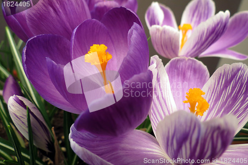 Image of Crocus