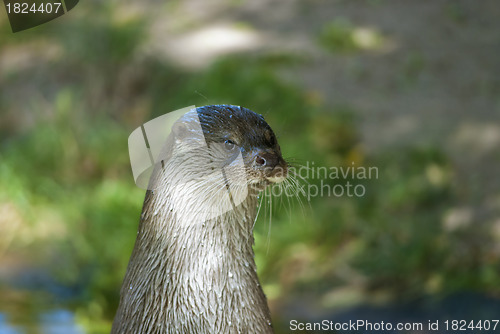 Image of European otter