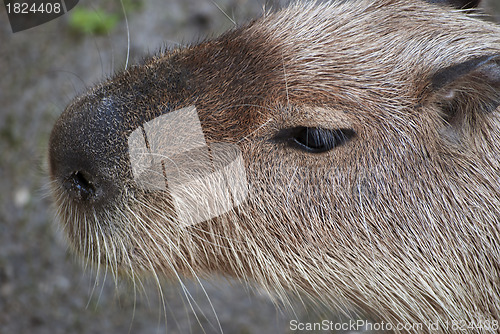 Image of Capybara