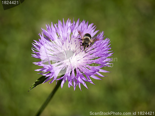 Image of little bee