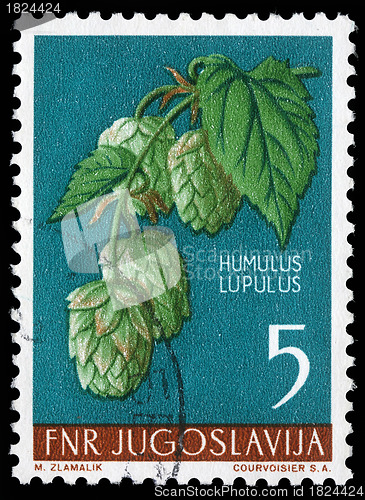 Image of Stamp printed in Yugoslavia shows common hop