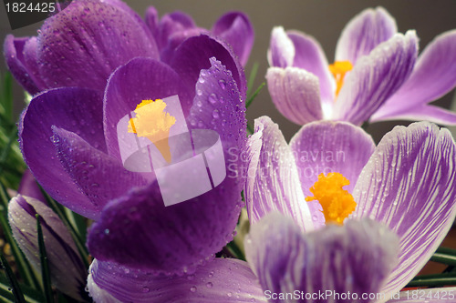 Image of Crocus