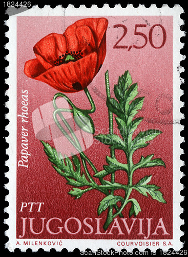 Image of Stamp printed in Yugoslavia shows field poppy