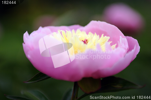 Image of Flowers, Peony