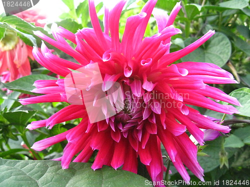 Image of beautiful flower of red dahlia