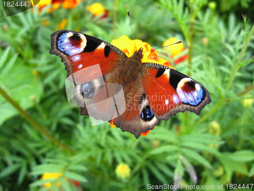 Image of The peacock eye on the flower