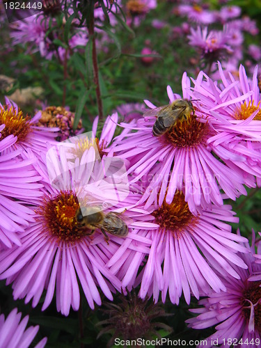 Image of The bees sitting on the asters