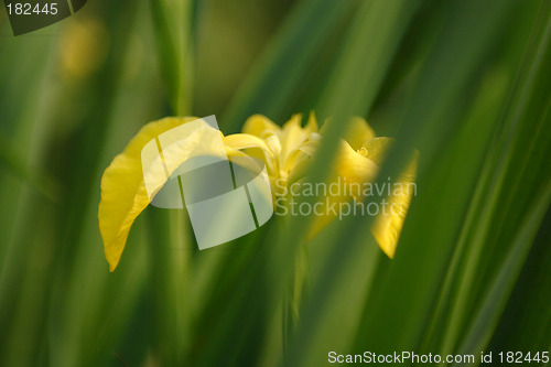 Image of Flowers, Iris