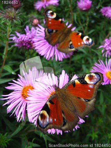 Image of The pair of peacock eyes on the asters