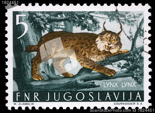 Image of Stamp printed in Yugoslavia shows the Lynx