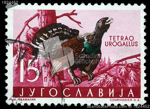 Image of tamp printed in Yugoslavia shows the Western Capercaillie