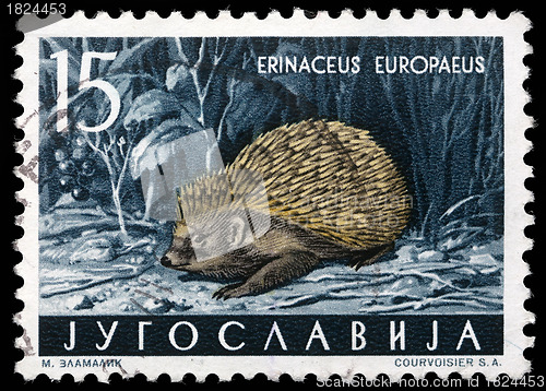 Image of Stamp printed in Yugoslavia shows the European Hedgehog