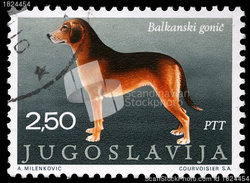 Image of Stamp printed in Yugoslavia shows the Serbian Hound