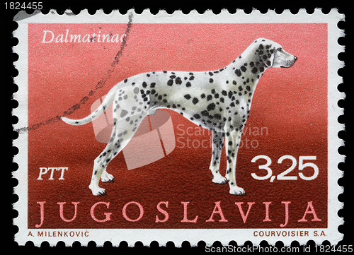 Image of Stamp printed in Yugoslavia shows the Dalmatian