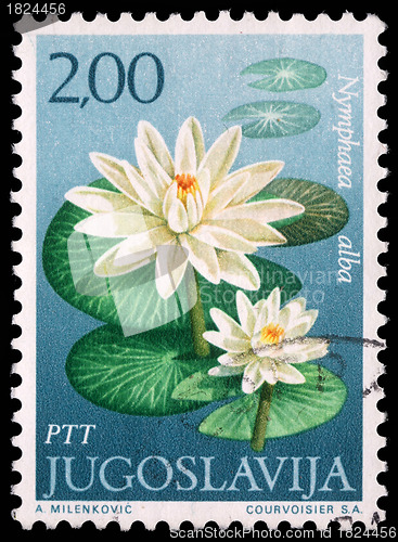 Image of Stamp printed in Yugoslavia shows Waterlily