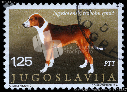 Image of Stamp printed in Yugoslavia shows the Serbian Tricolour Hound