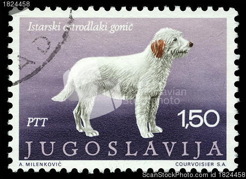 Image of tamp printed in Yugoslavia shows the Istrian coarse-haired hounds