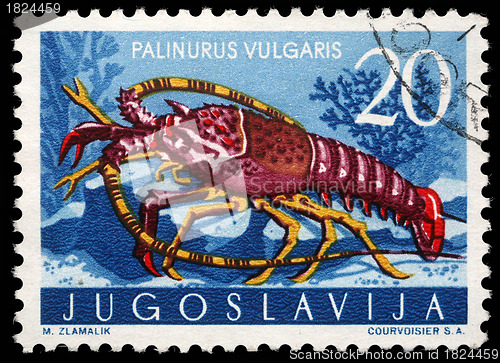 Image of Stamp printed in Yugoslavia shows the spiny lobster