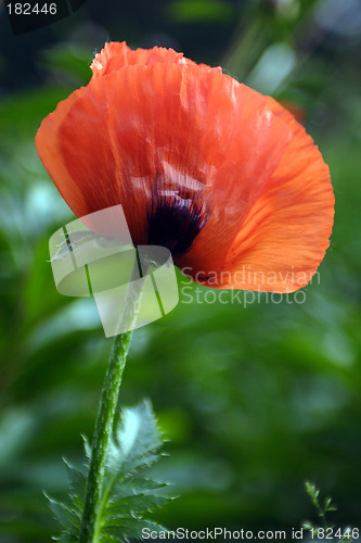 Image of Flowers, Poppy