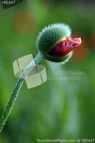 Image of Flowers, Bud Poppy