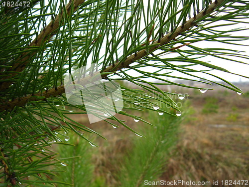 Image of Branches of the pine with drops of rain