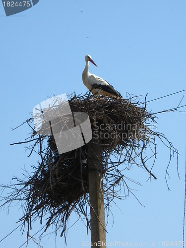 Image of Nest of storks in village