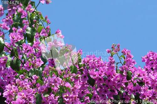 Image of Beautiful bougainvillea flowers
